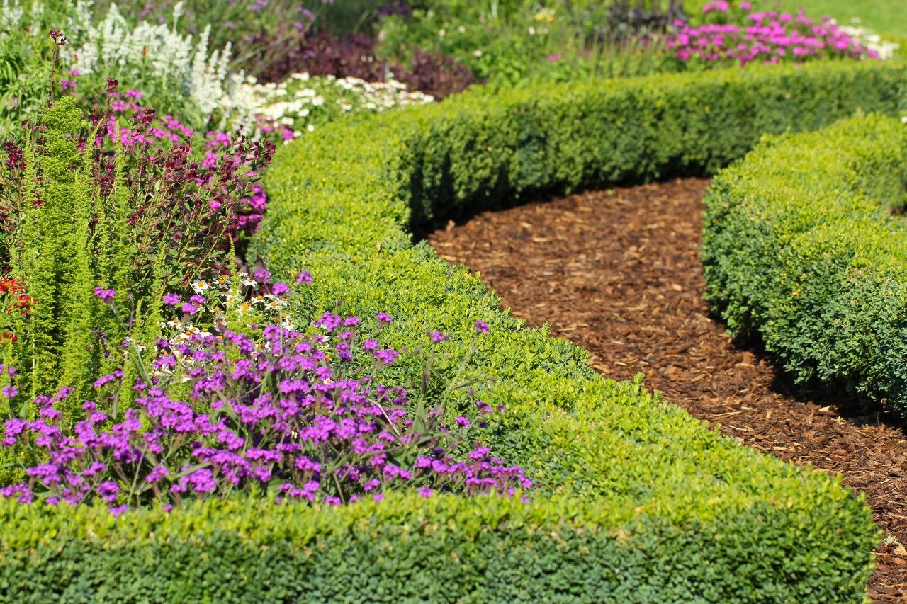 Curved boxwood hedge and flower bed along a mulched garden path
