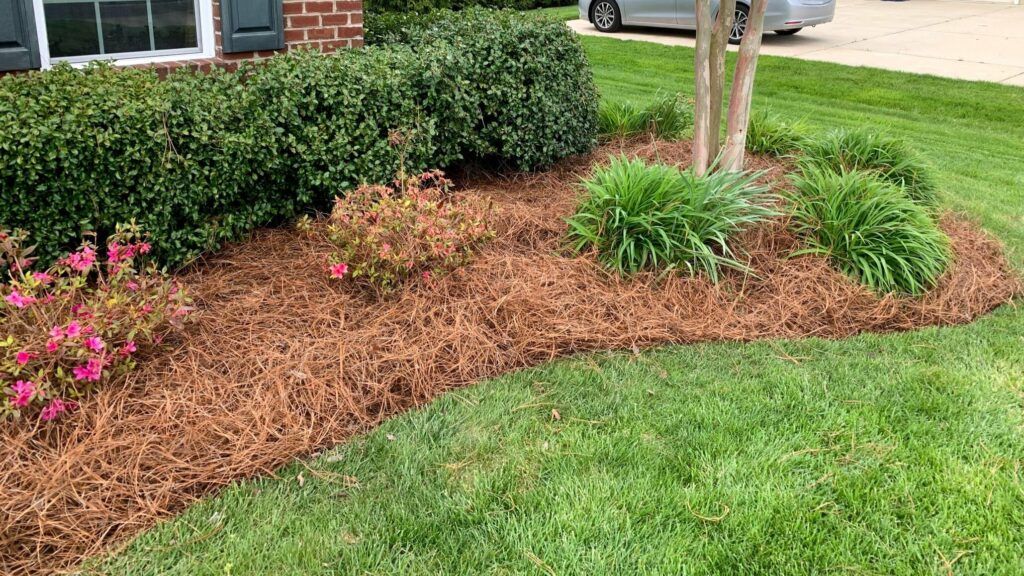 Fresh pine straw mulch bed around a tree and shrubs near a home