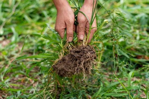 Hand pulling a weed with the roots exposed from a lawn
