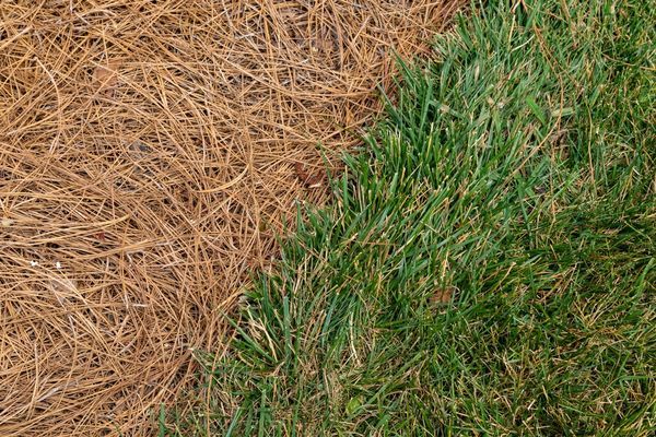 Freshly installed pine straw mulch next to a green lawn edge