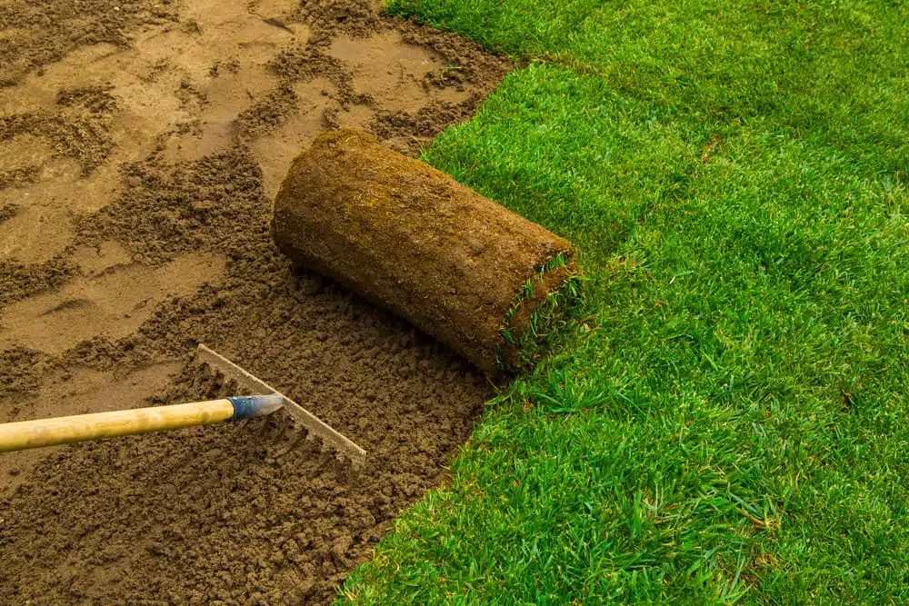 Roll of new sod being installed next to prepared soil with a rake